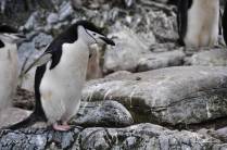Um pinguim chinstrap em Cape Lookout, em Elephant Island, na Antártida